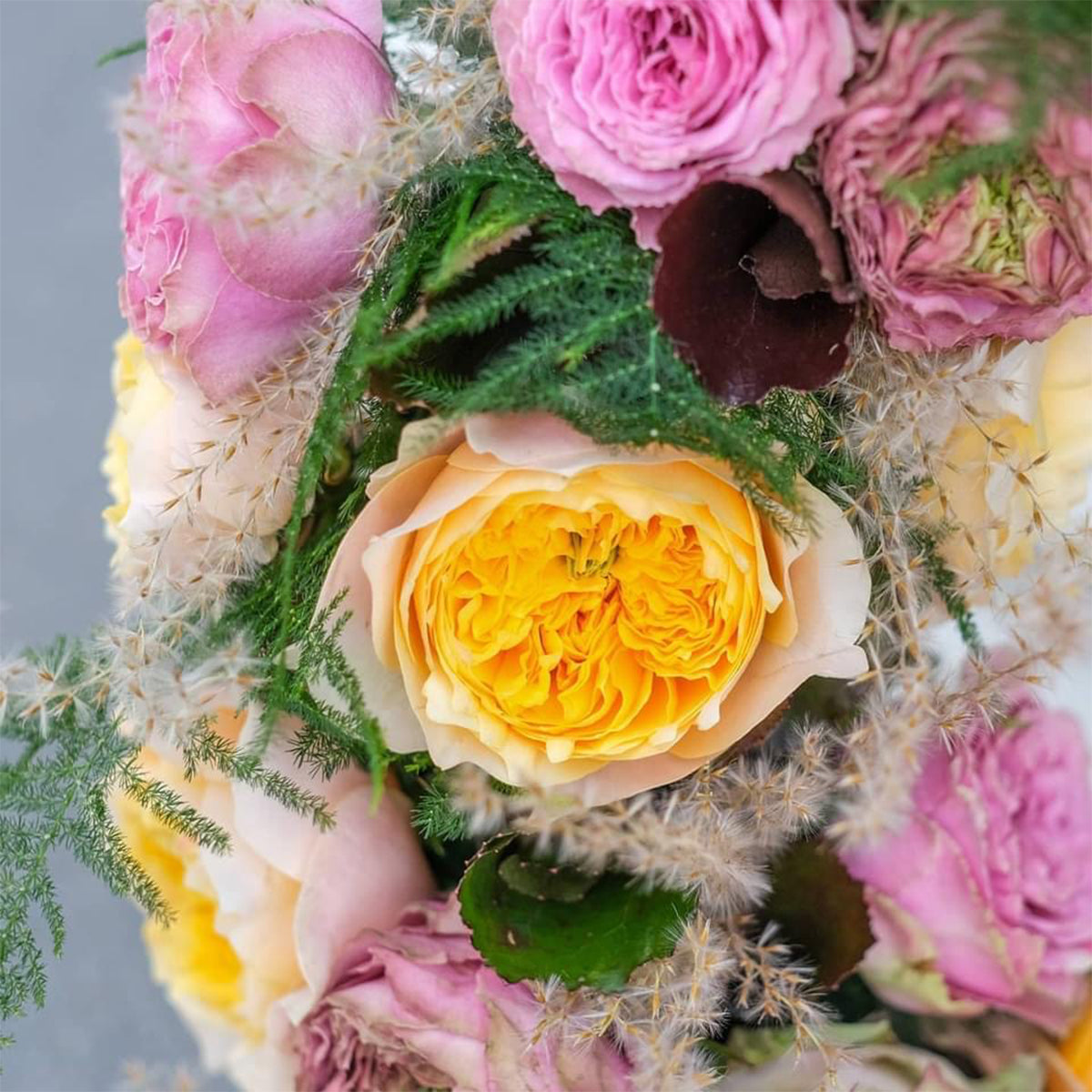 Golden Vuvuzela Dutch Florist Shrub Rose