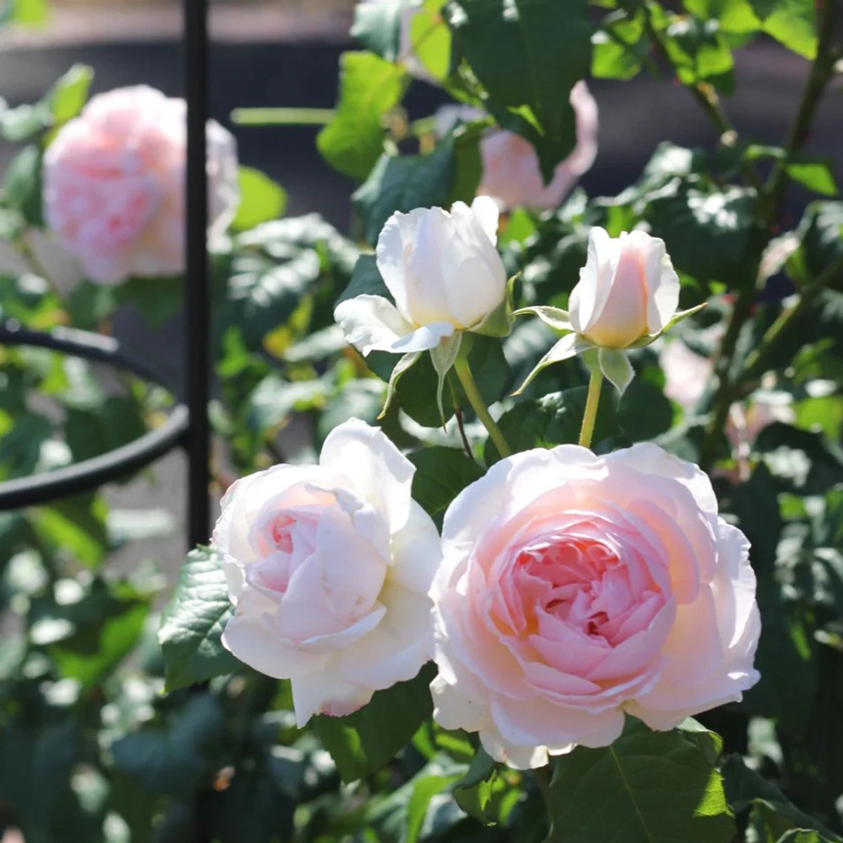 AUSreef English Florist Shrub Rose