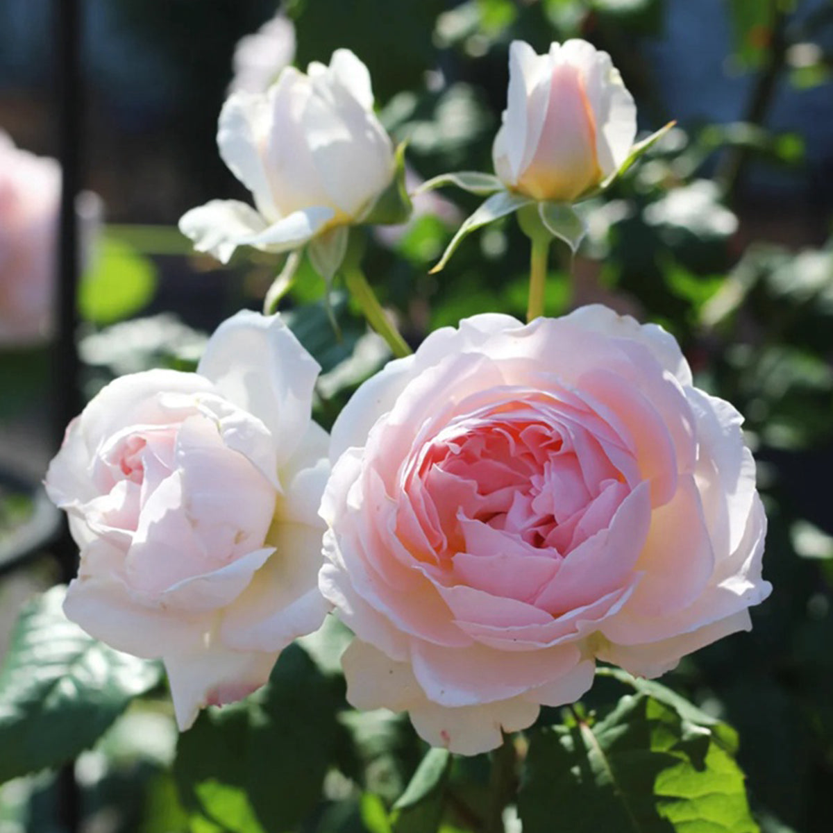 AUSreef English Florist Shrub Rose