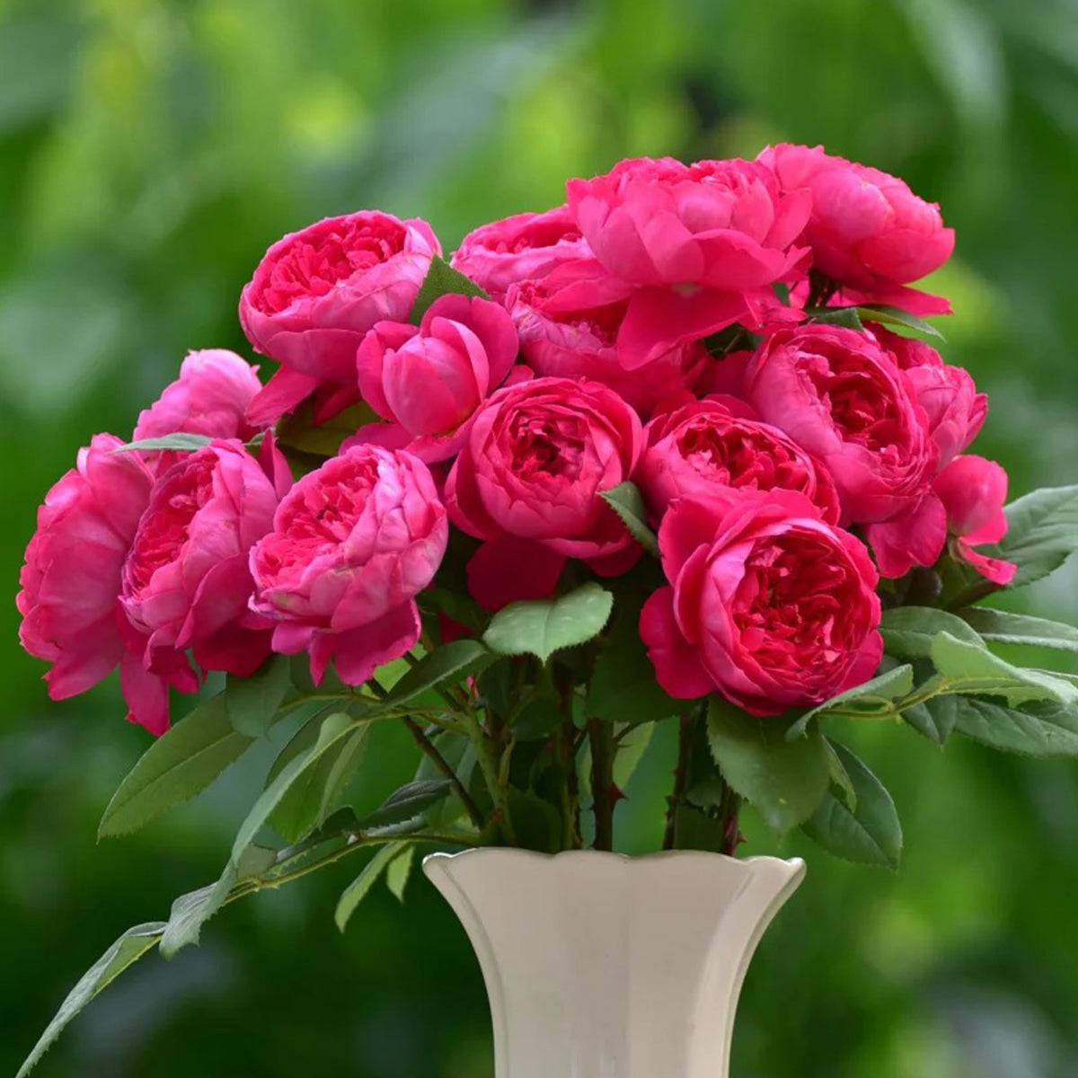AUSencart English Florist Shrub Rose