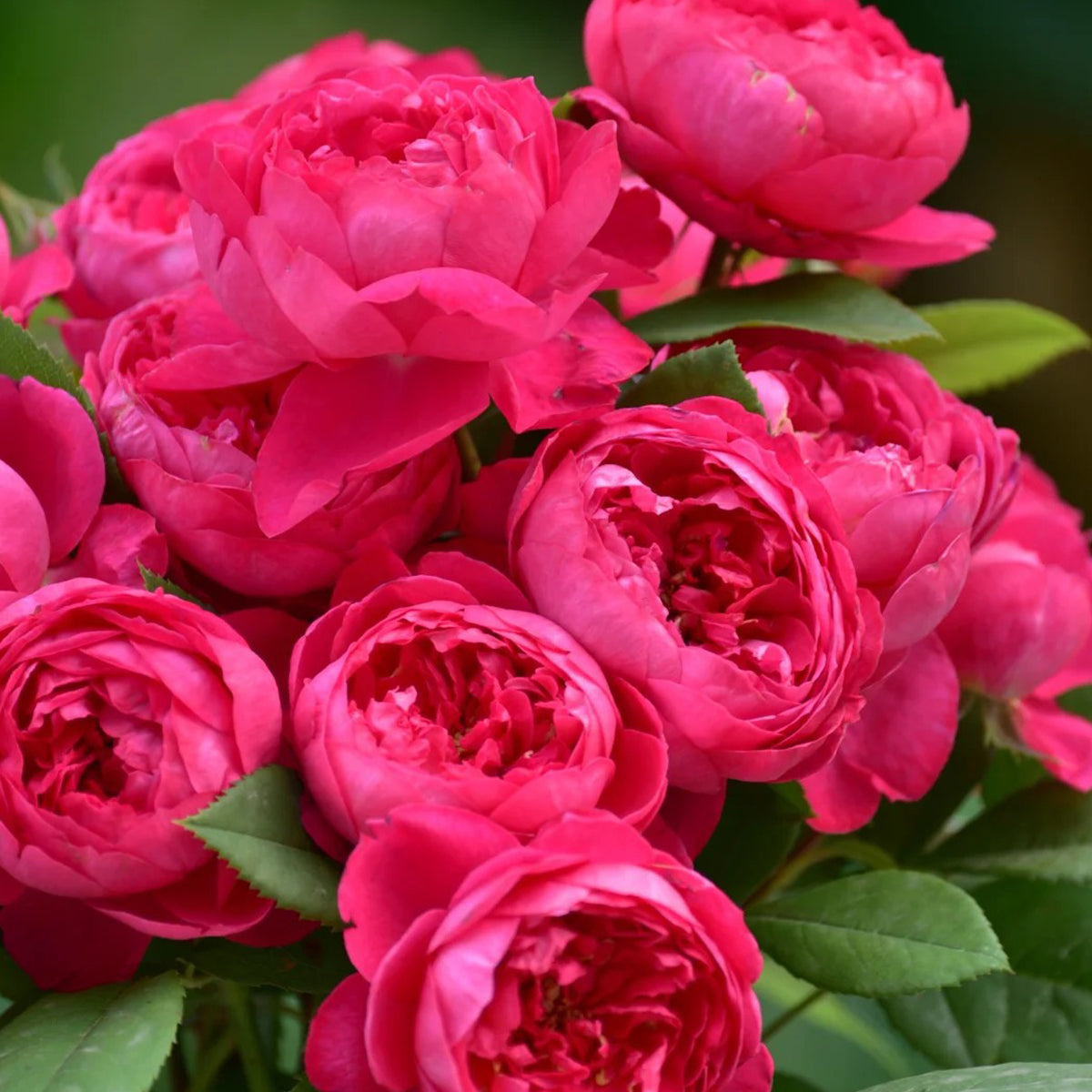 AUSencart English Florist Shrub Rose