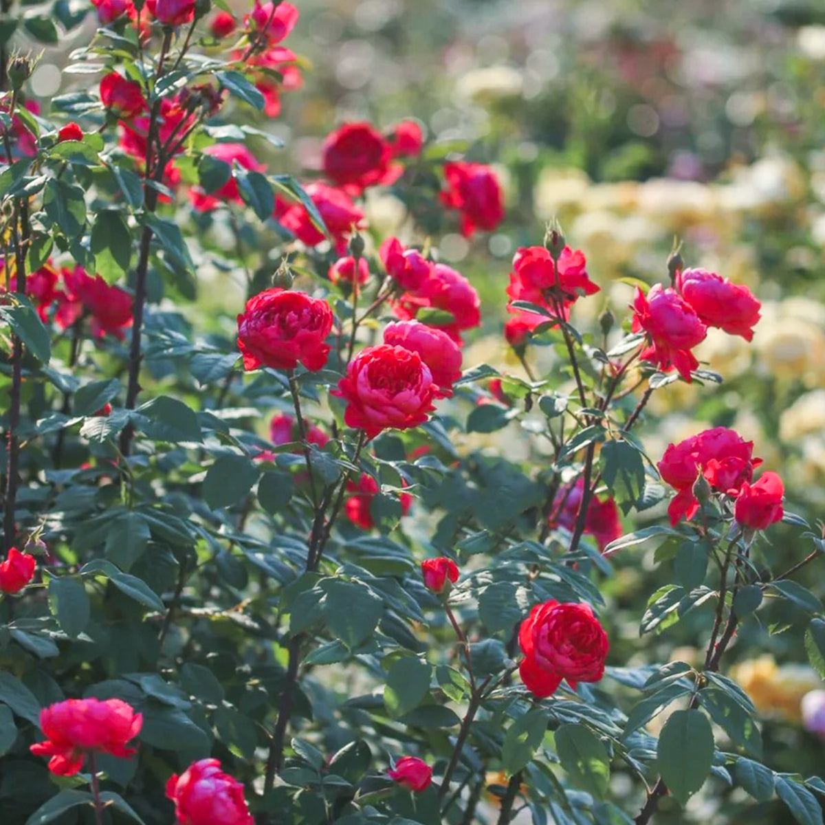 AUSencart English Florist Shrub Rose