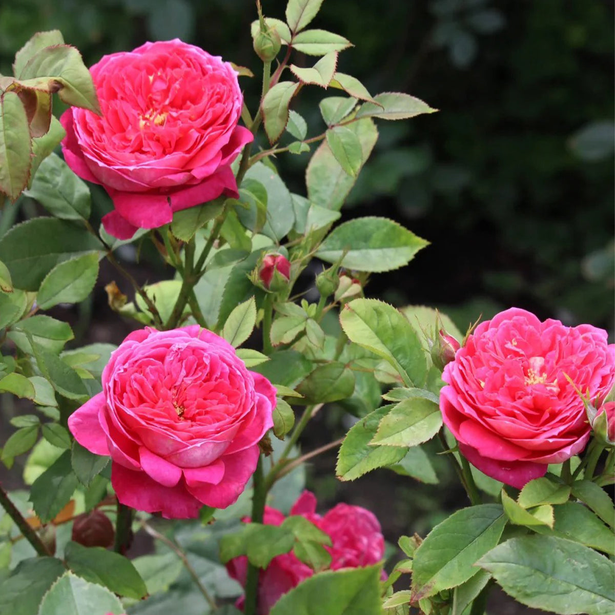 AUSencart English Florist Shrub Rose