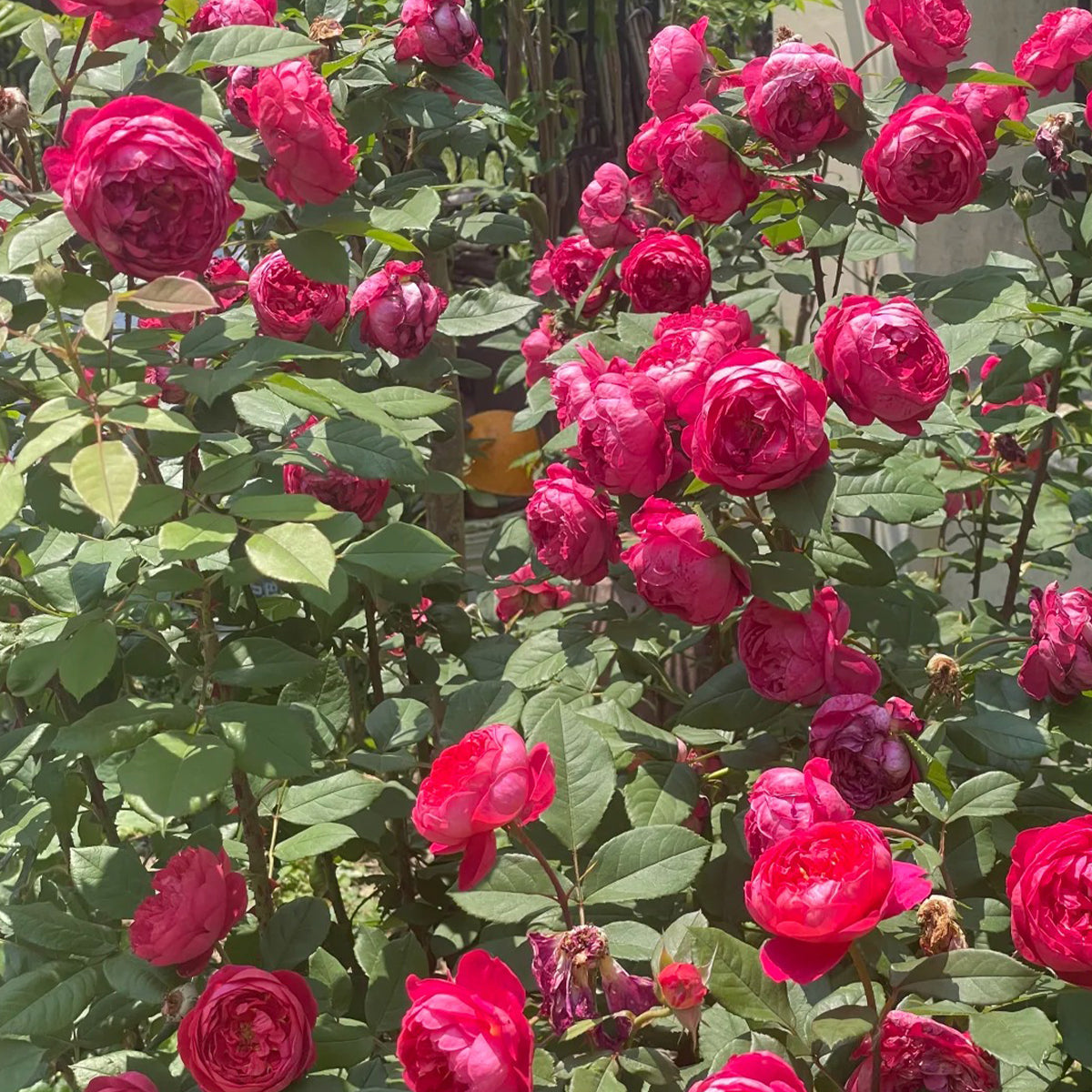 AUSencart English Florist Shrub Rose