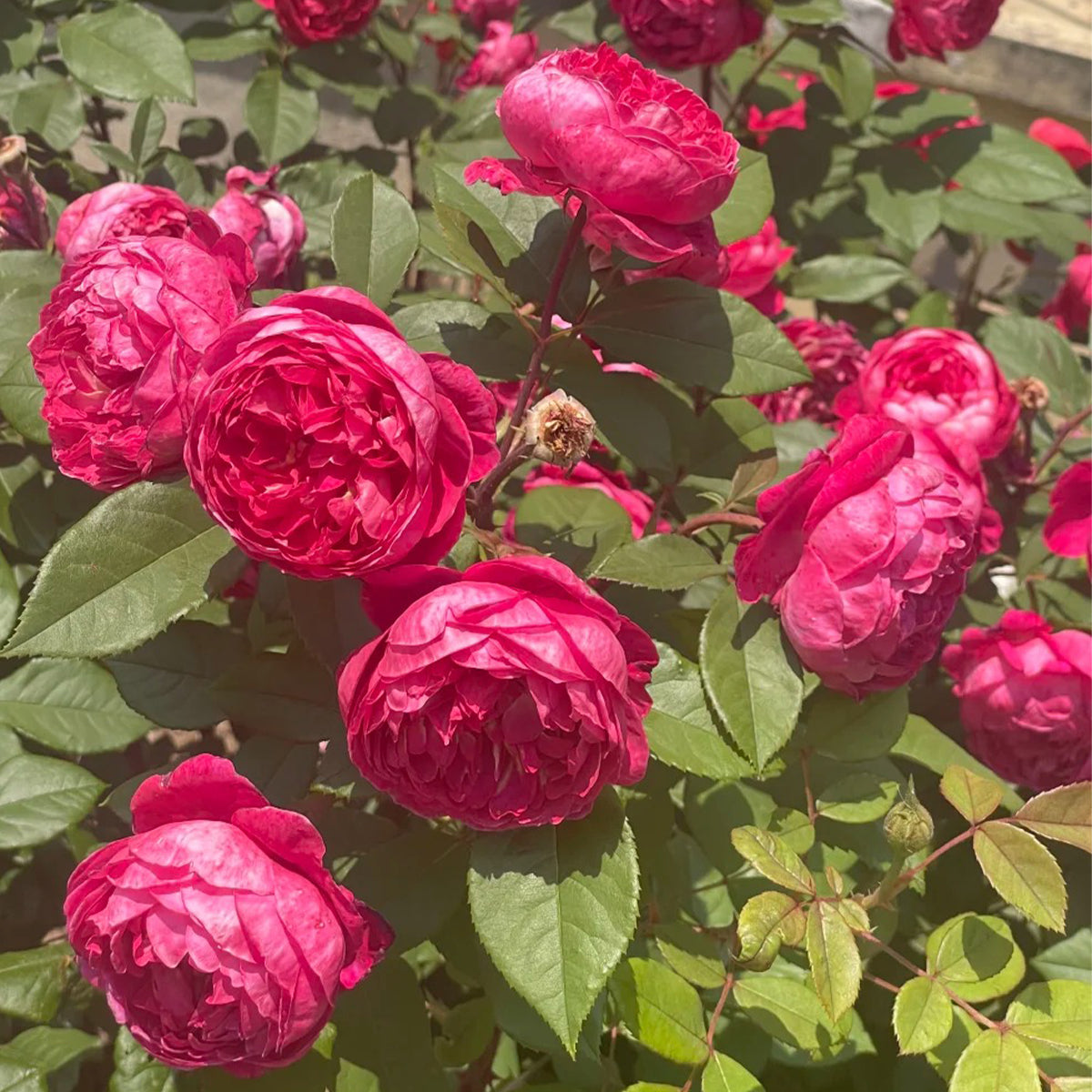AUSencart English Florist Shrub Rose