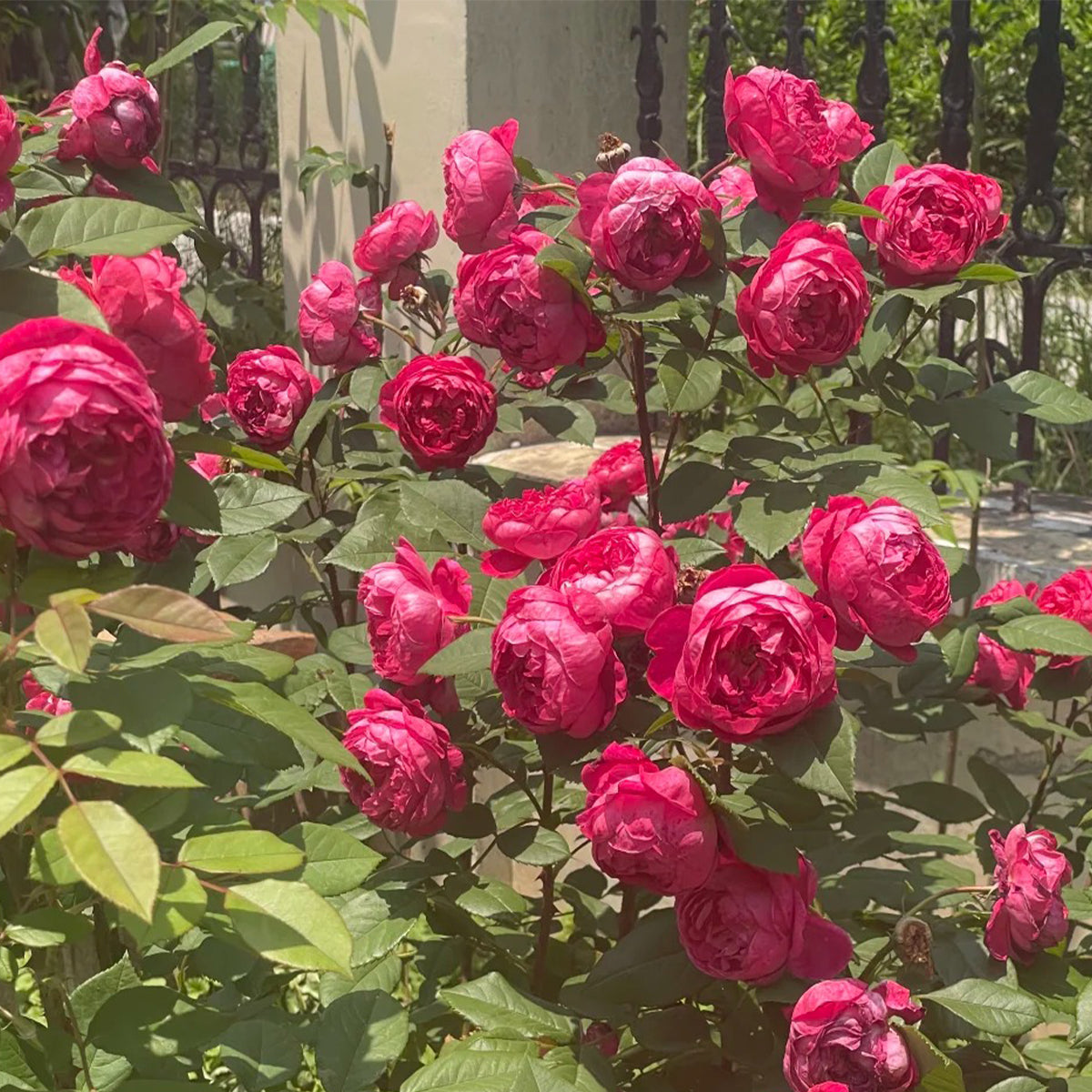 AUSencart English Florist Shrub Rose