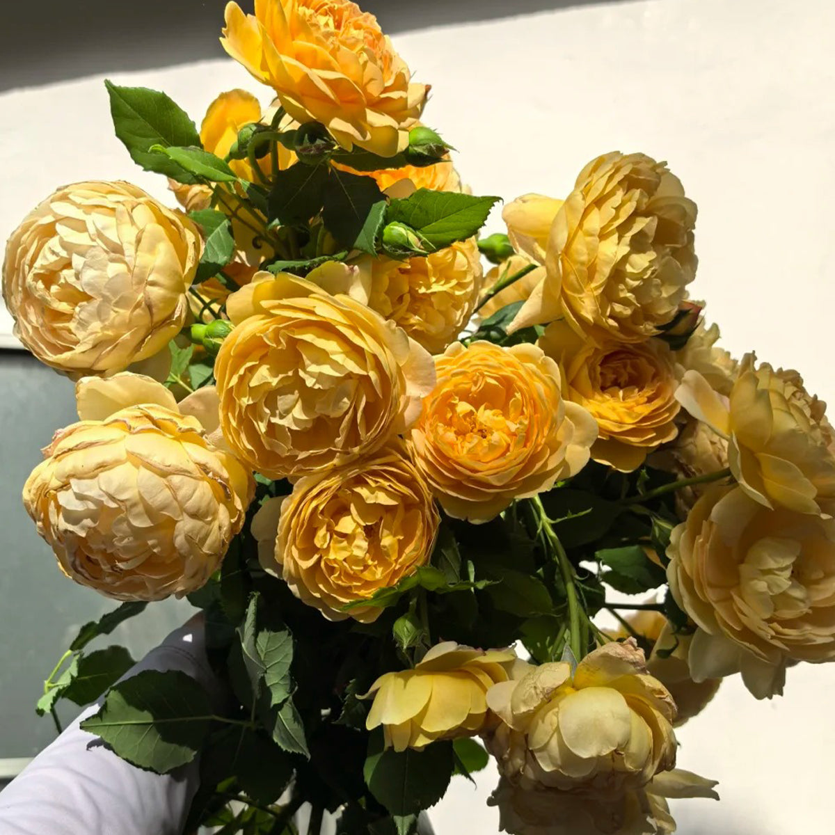 AUSgold English Garden Climbing Rose