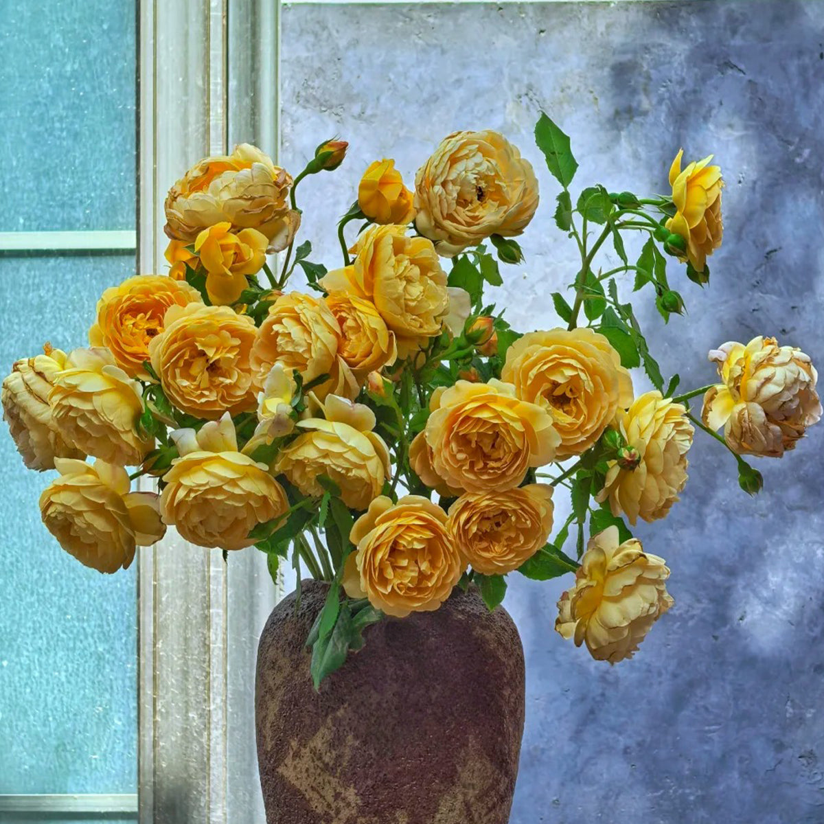 AUSgold English Garden Climbing Rose