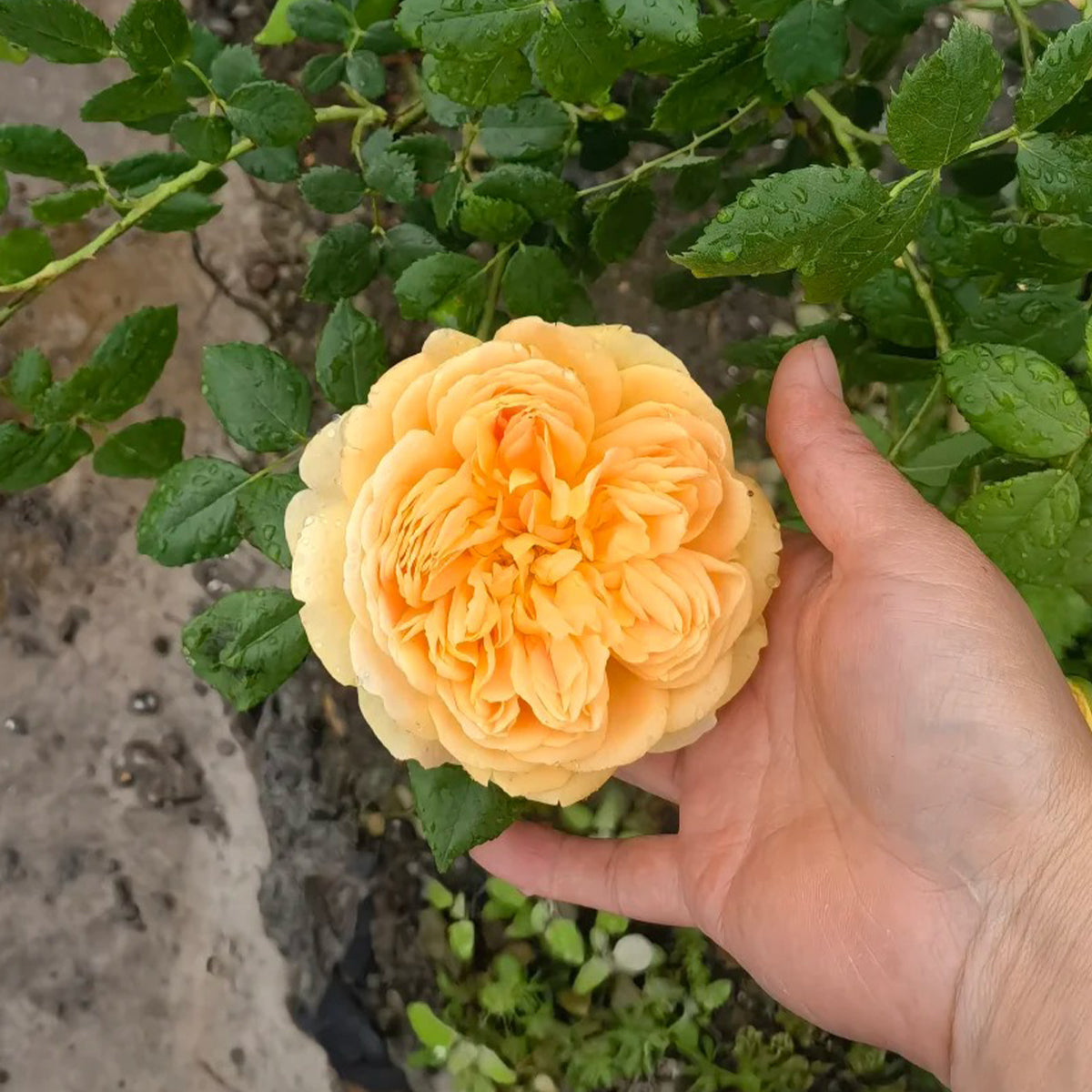 AUSgold English Garden Climbing Rose