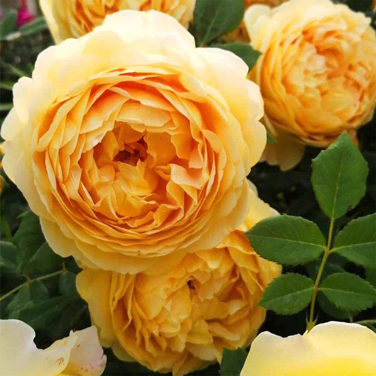 AUSgold English Garden Climbing Rose