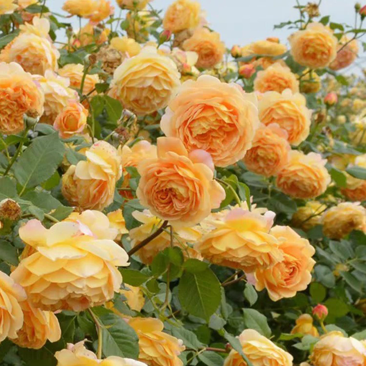 AUSgold English Garden Climbing Rose