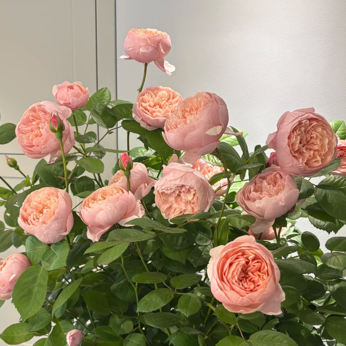 AUSgrab English Florist Shrub Rose