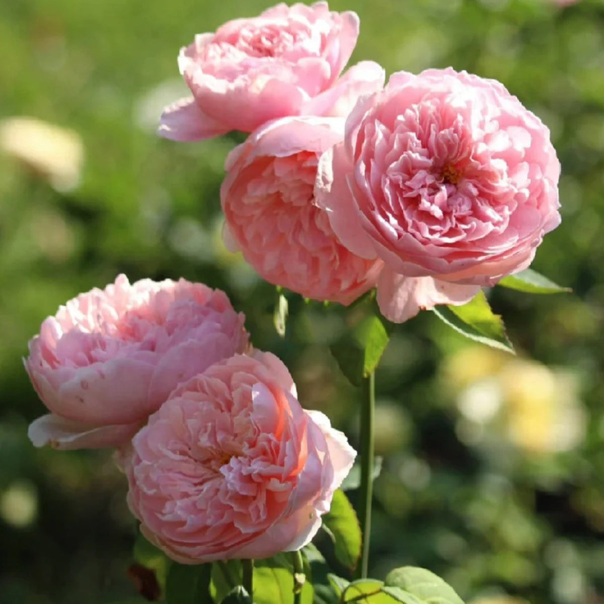 AUSgrab English Florist Shrub Rose