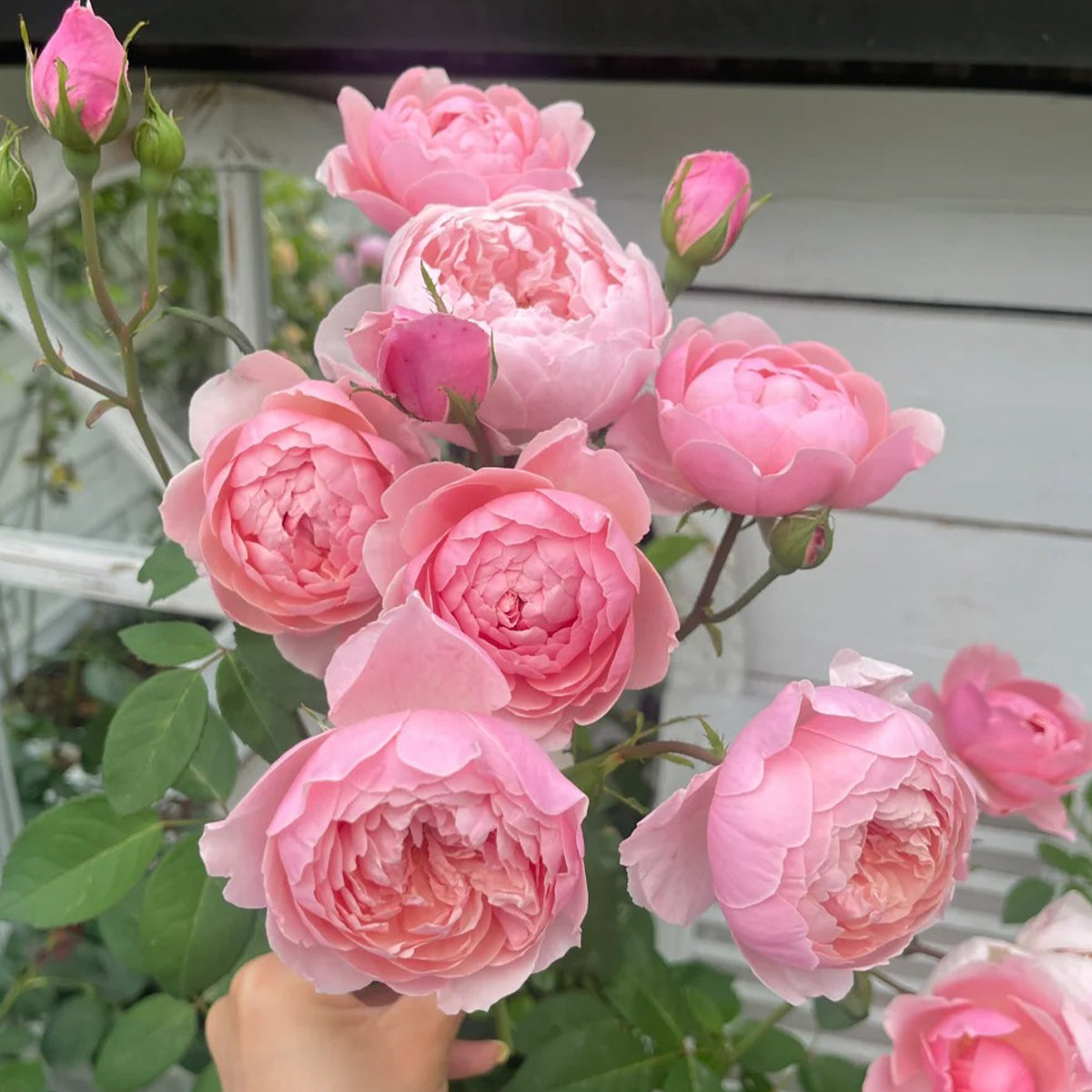 AUSgrab English Florist Shrub Rose