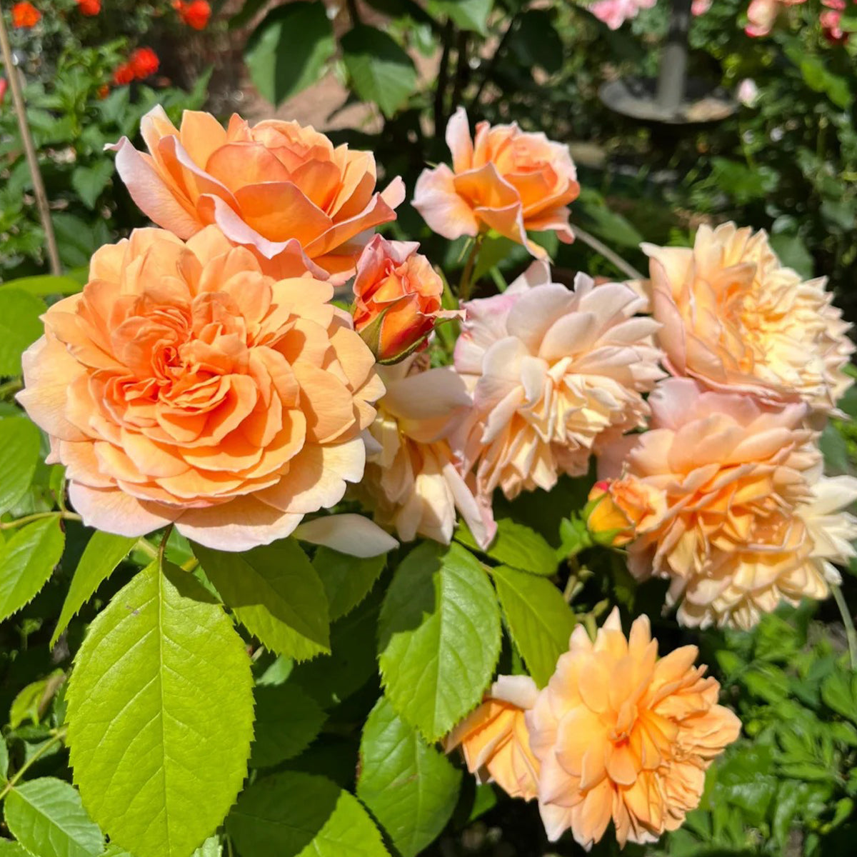 AUSkeppy English Florist Shrub Rose