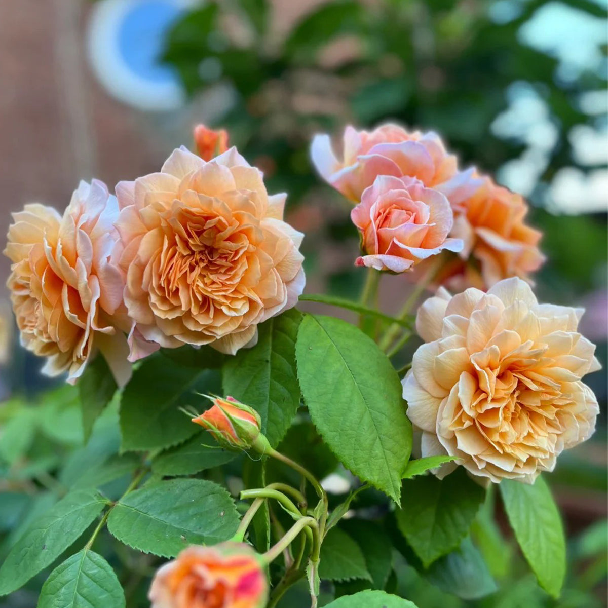 AUSkeppy English Florist Shrub Rose