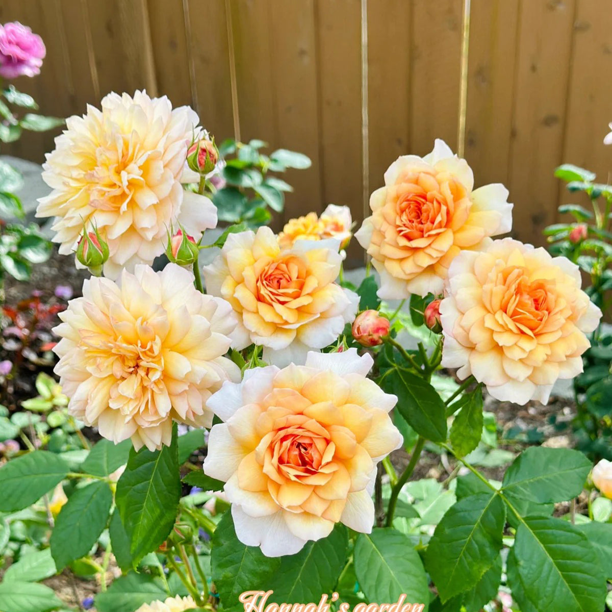AUSkeppy English Florist Shrub Rose