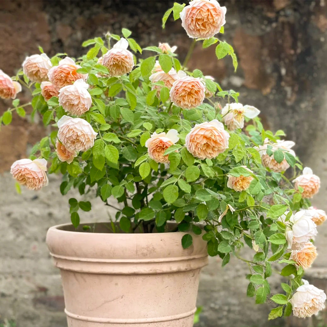 AUSkeppy English Florist Shrub Rose