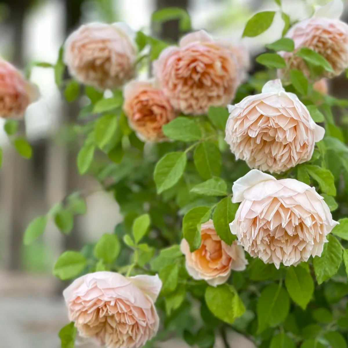 AUSkeppy English Florist Shrub Rose