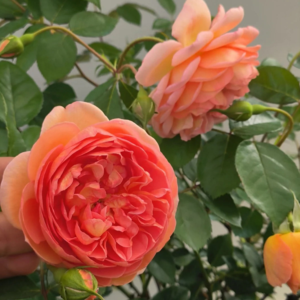 AUSmum English Florist Shrub Rose