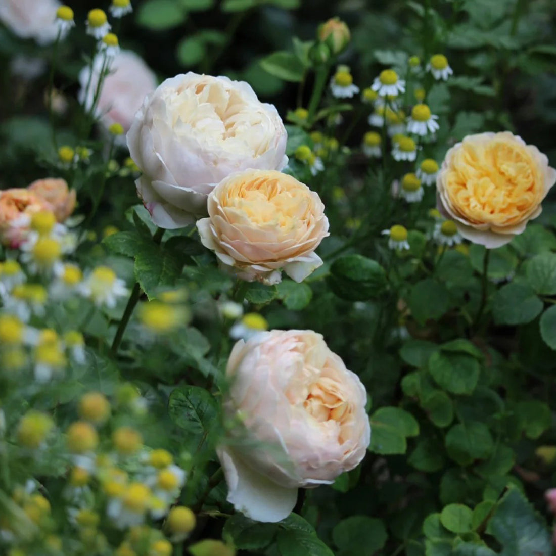 AUSpeet English Florist Shrub Rose