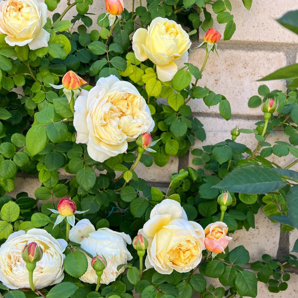 AUSpeet English Florist Shrub Rose