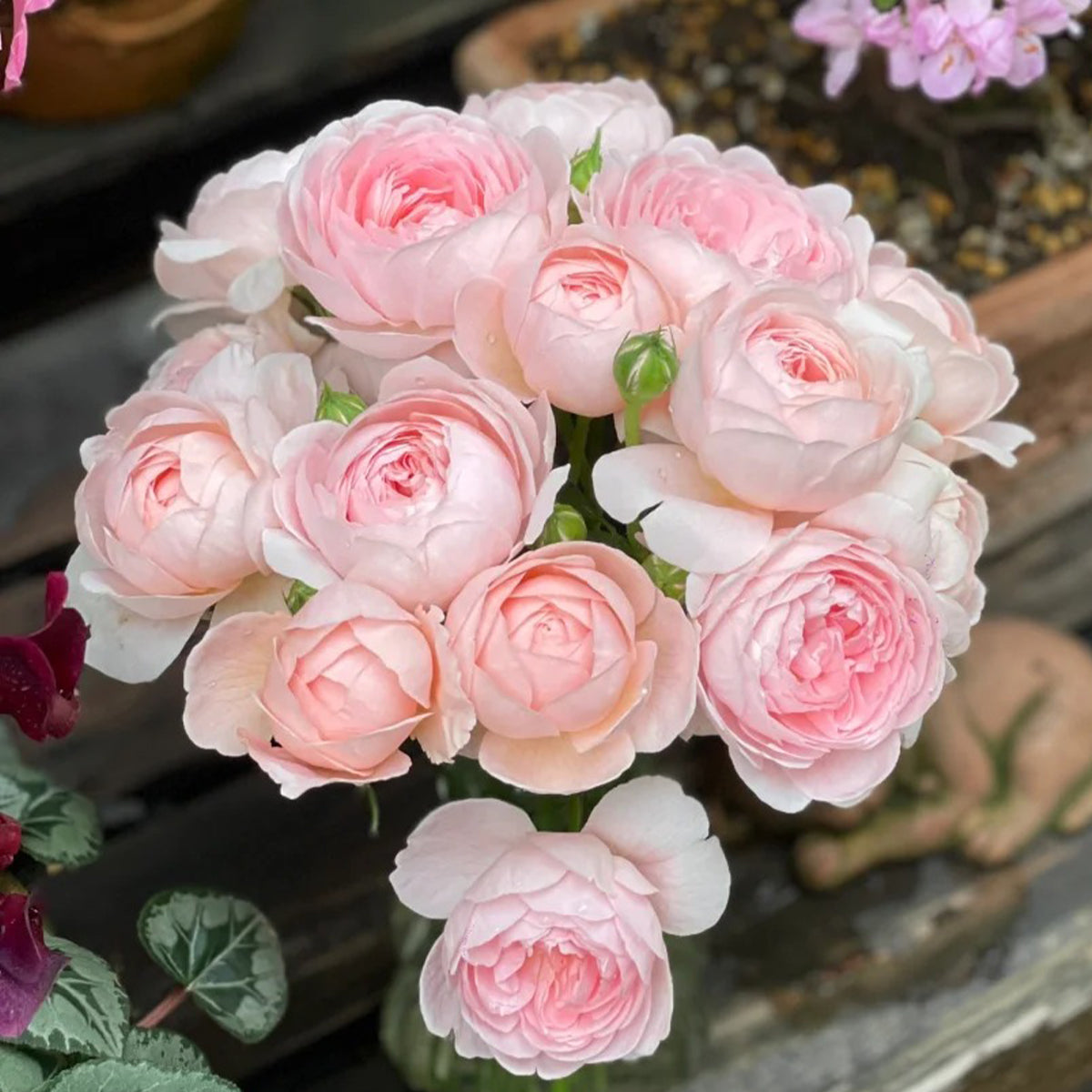 AUStiger English Garden Shrub Rose