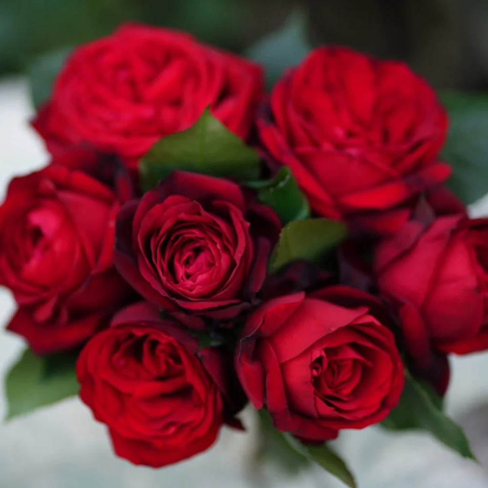 German Florist Hybrid Tea Rose Inspired by Admiral