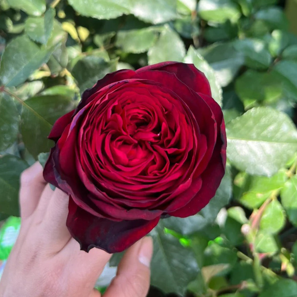 German Florist Hybrid Tea Rose Inspired by Admiral