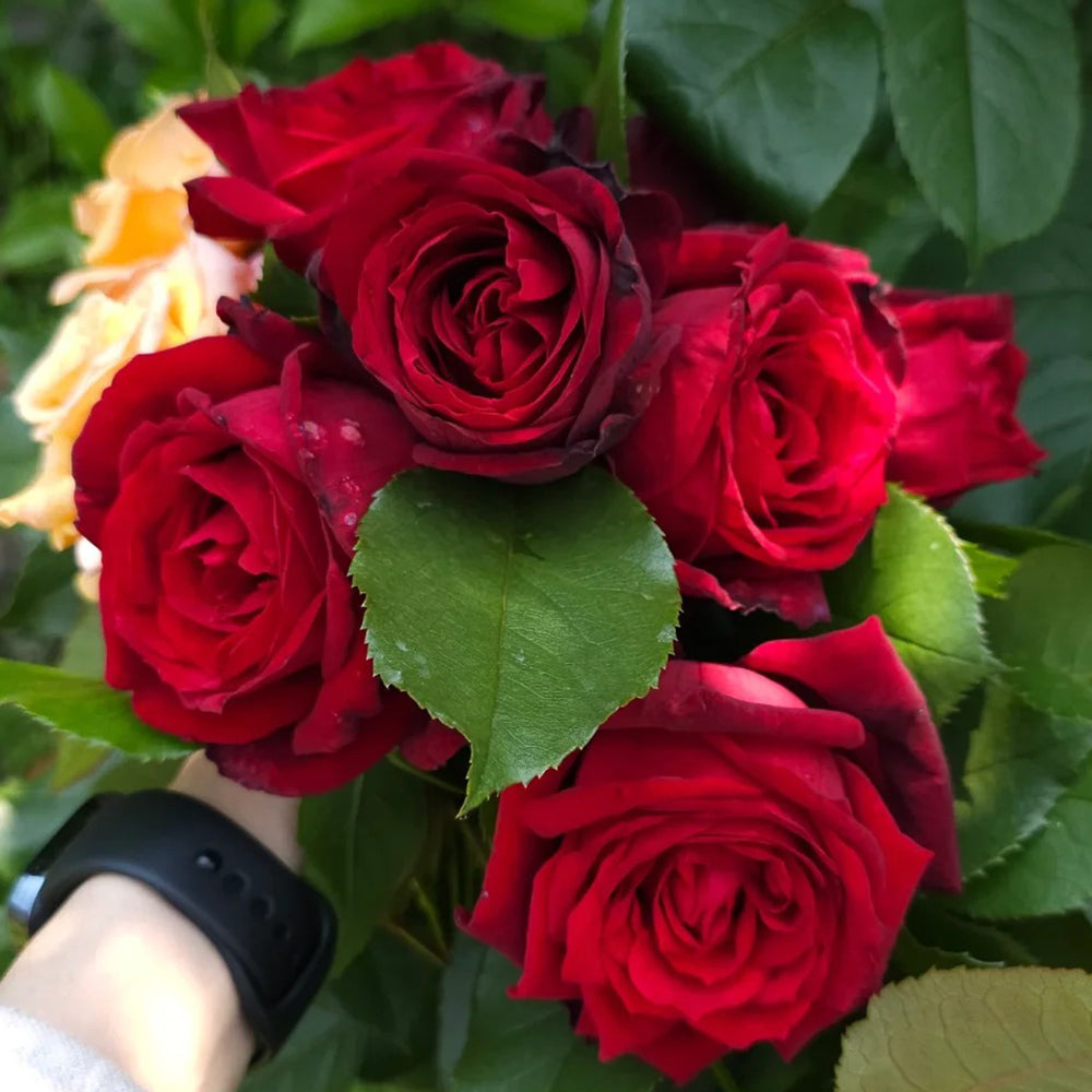 German Florist Hybrid Tea Rose Inspired by Admiral