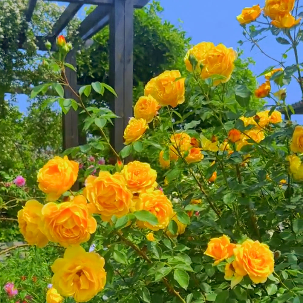 Admiration Chinese Florist Climbing Rose