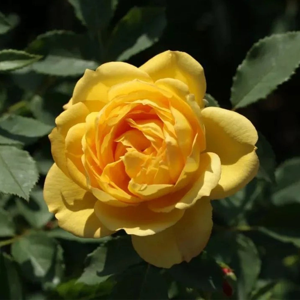 Admiration Chinese Florist Climbing Rose