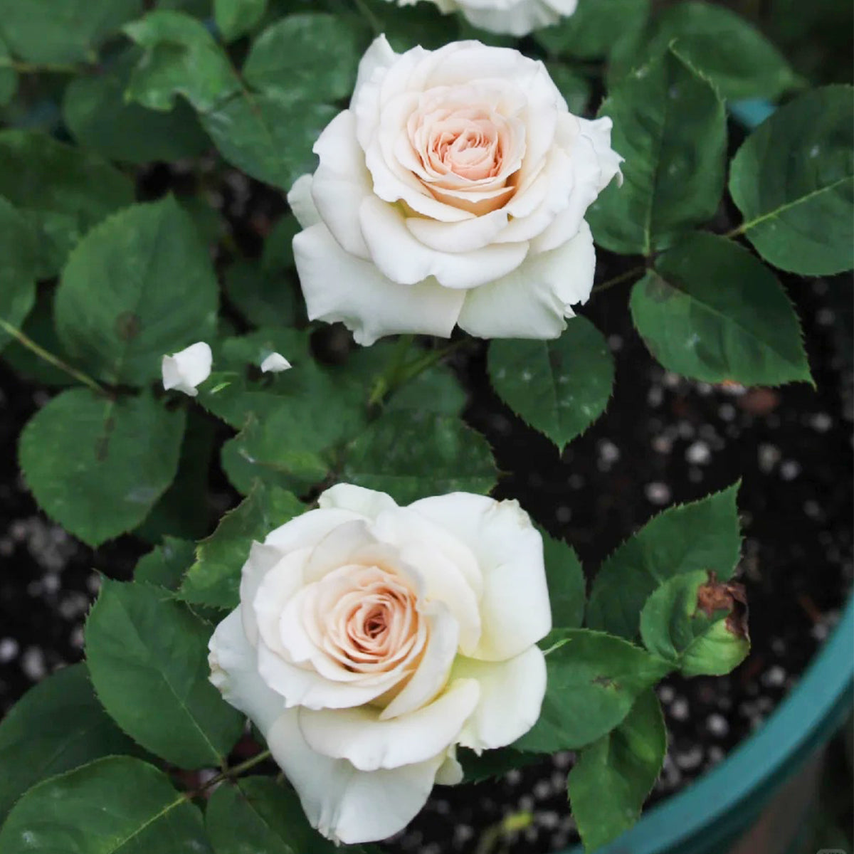 Ailes Japanese Florist Shrub Rose