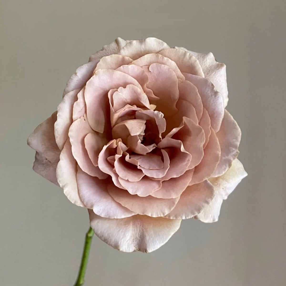 Ailes Japanese Florist Shrub Rose