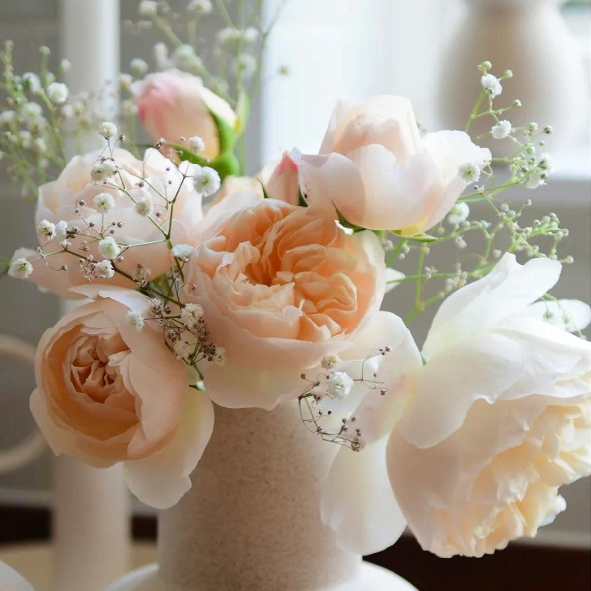 Ailes Japanese Florist Shrub Rose