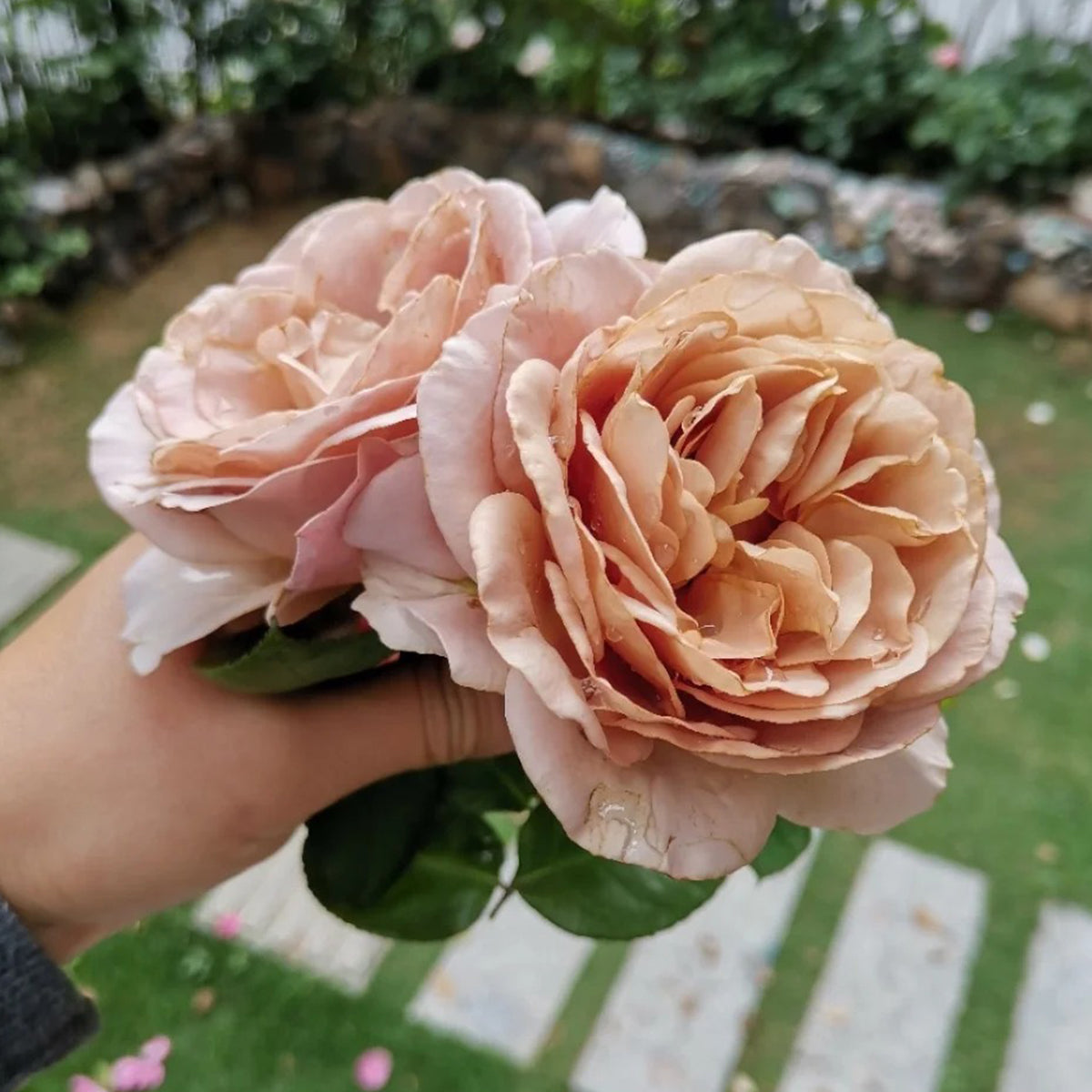 Ailes Japanese Florist Shrub Rose