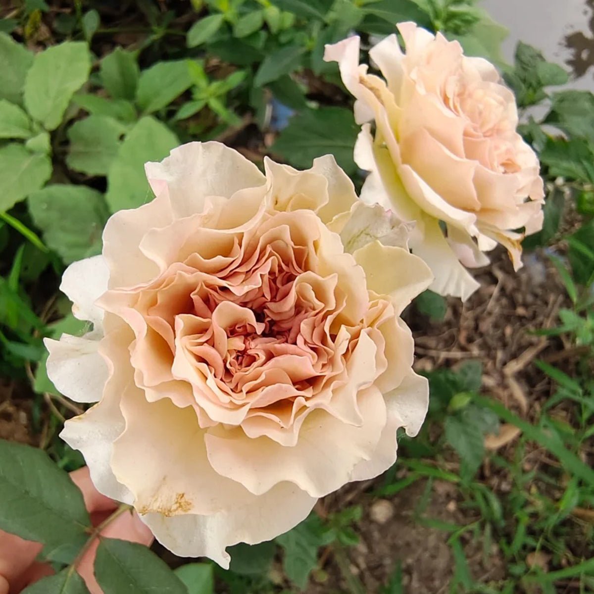 Ailes Japanese Florist Shrub Rose