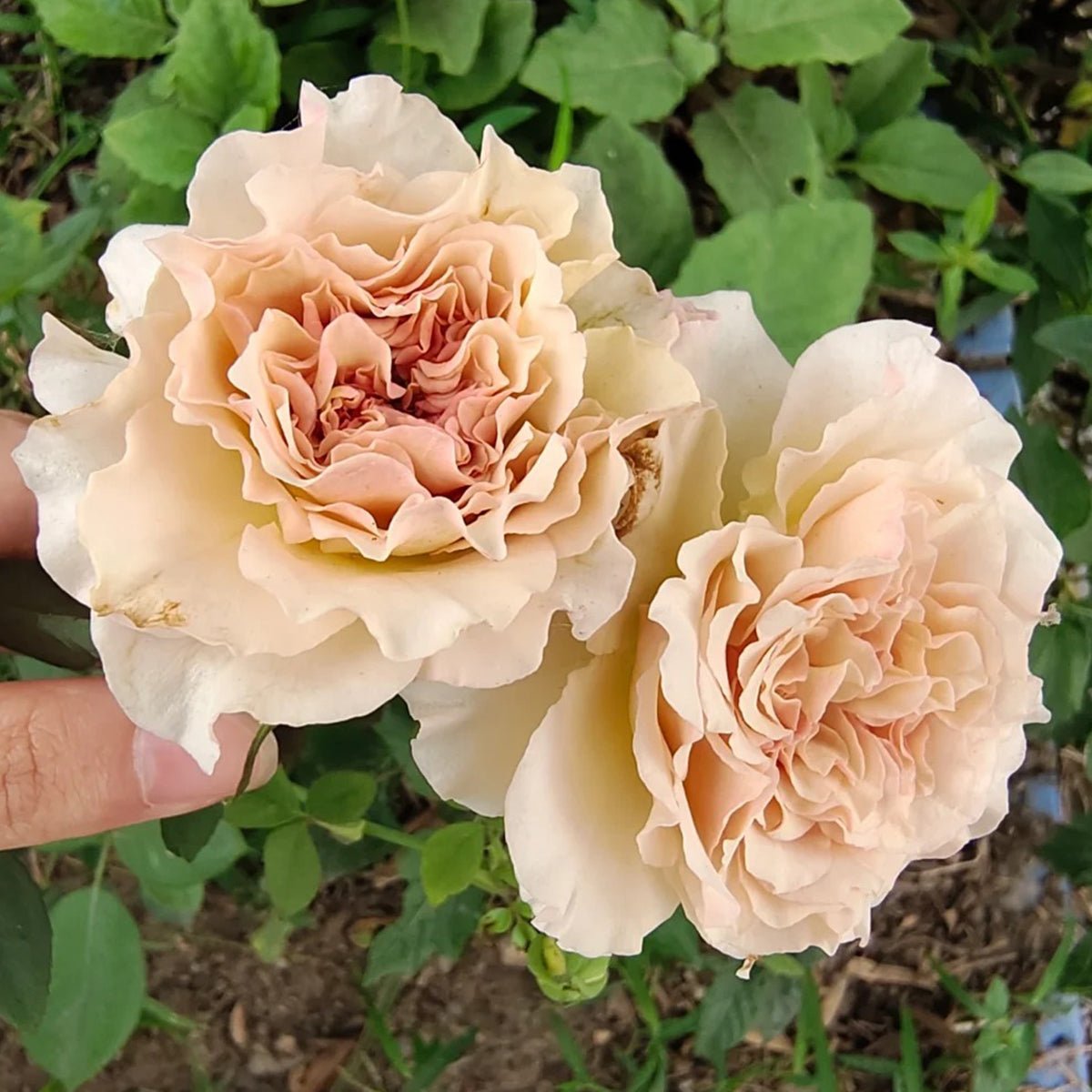 Ailes Japanese Florist Shrub Rose