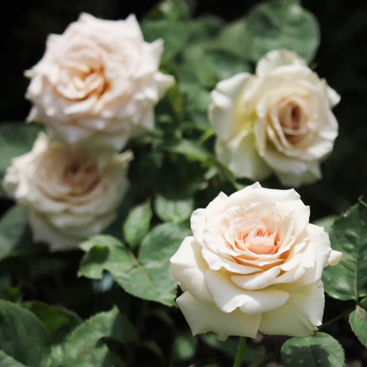 Ailes Japanese Florist Shrub Rose
