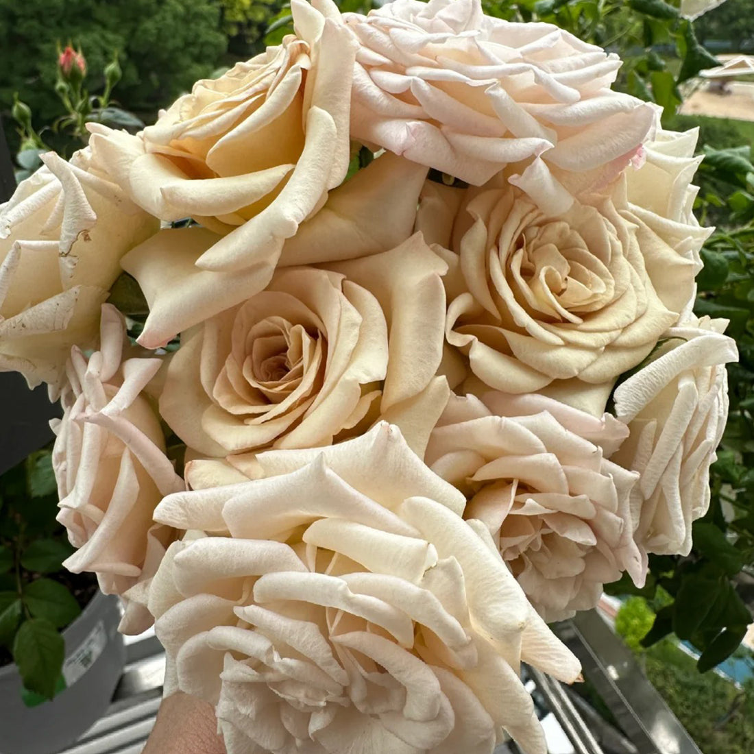 Ailes Japanese Florist Shrub Rose