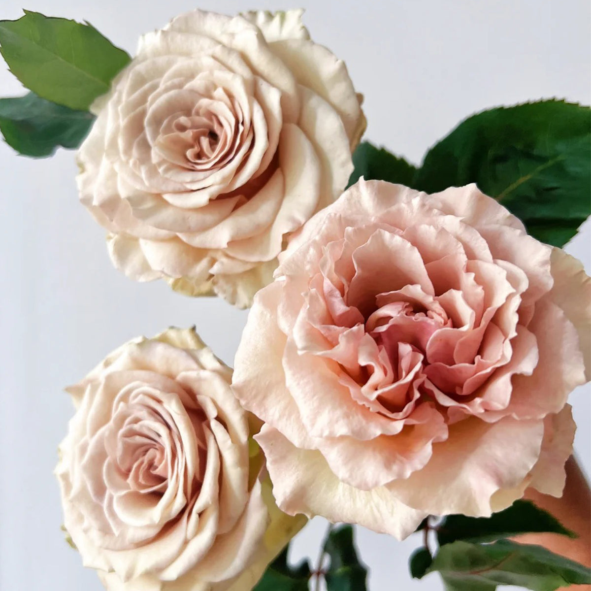 Ailes Japanese Florist Shrub Rose