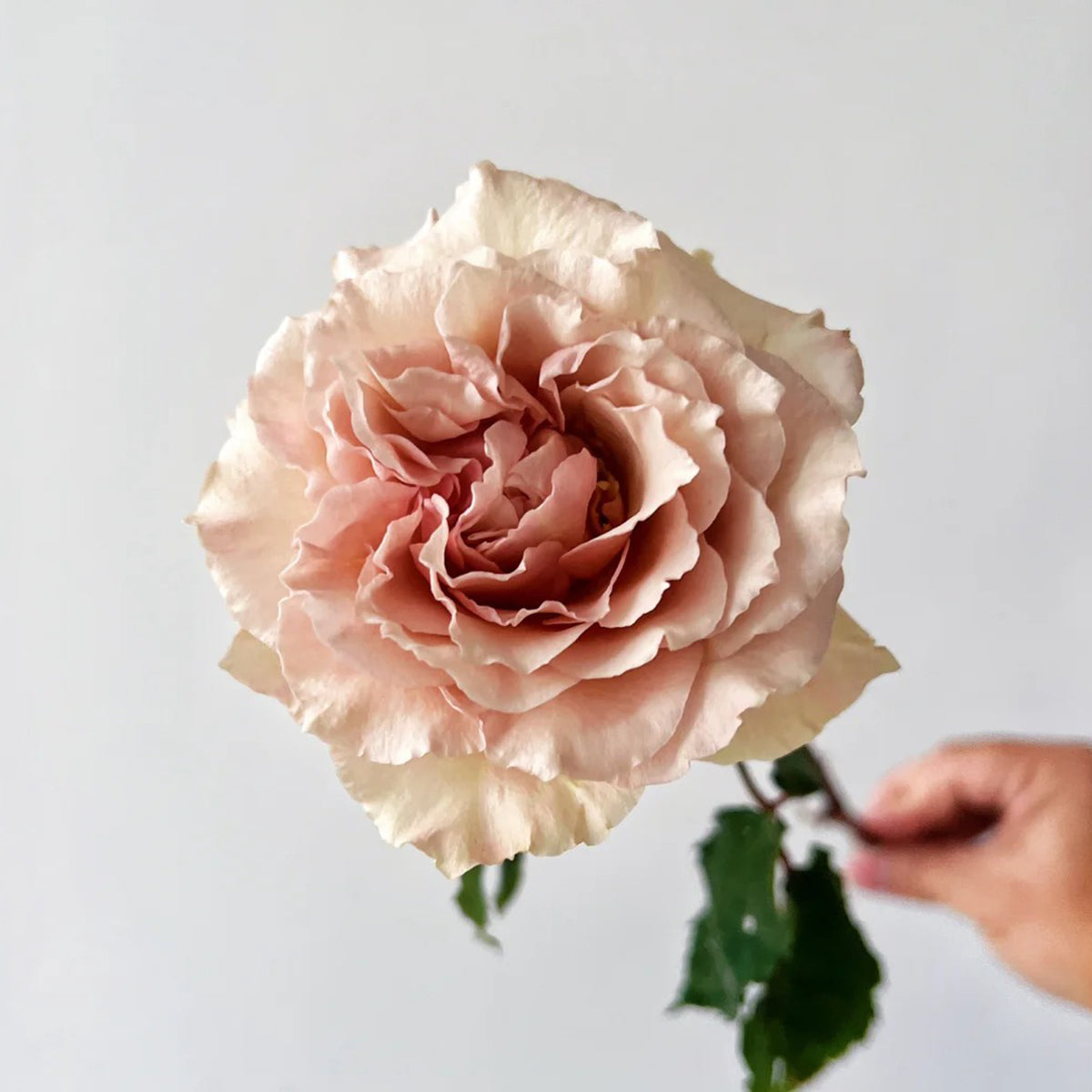Ailes Japanese Florist Shrub Rose