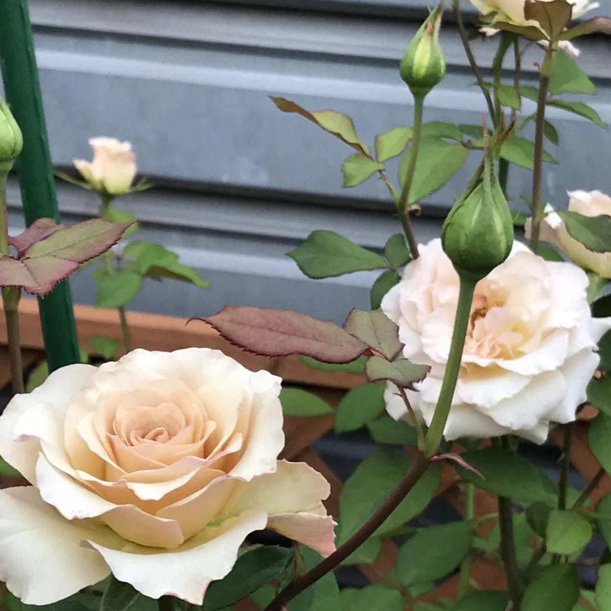 Ailes Japanese Florist Shrub Rose