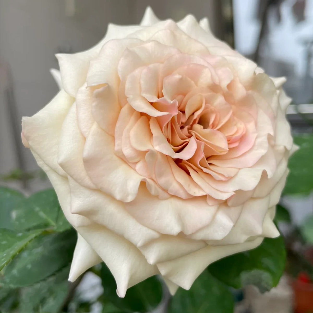 Ailes Japanese Florist Shrub Rose