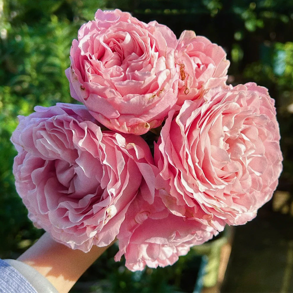 All 4 Bouquet Dutch Florist Shrub Rose