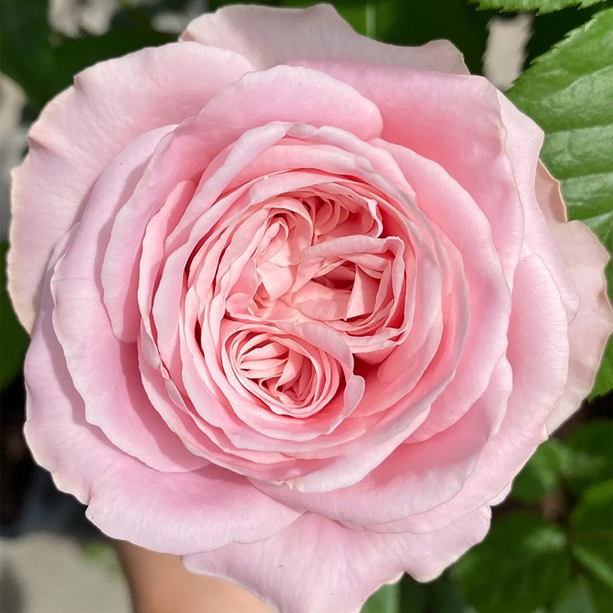 All 4 Bouquet Dutch Florist Shrub Rose