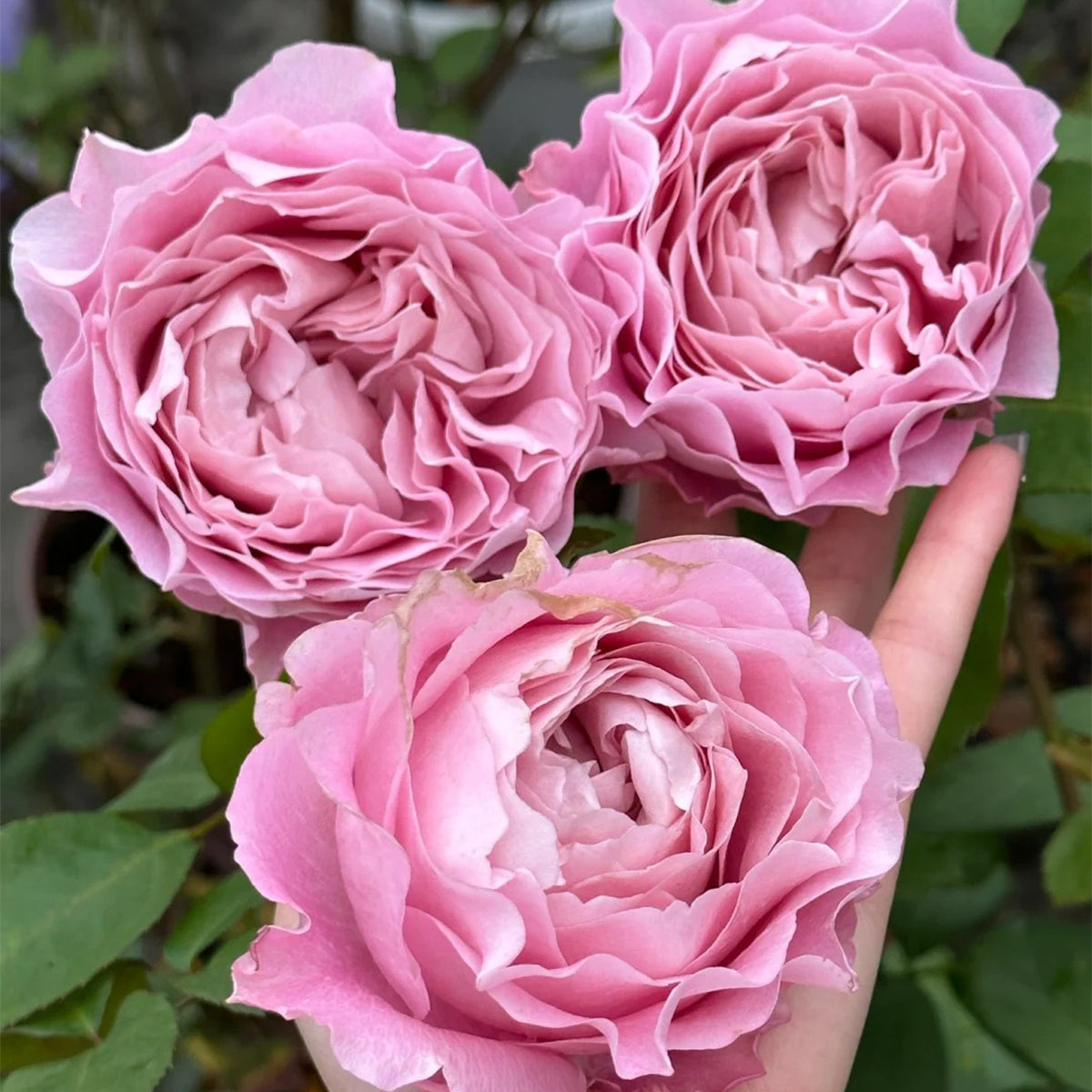 All 4 Bouquet Dutch Florist Shrub Rose