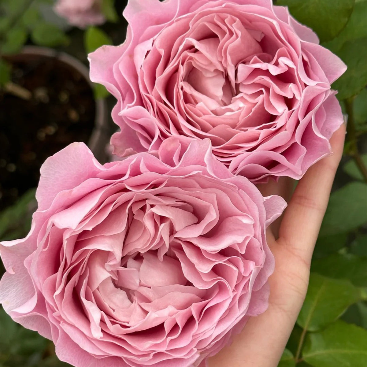 All 4 Bouquet Dutch Florist Shrub Rose