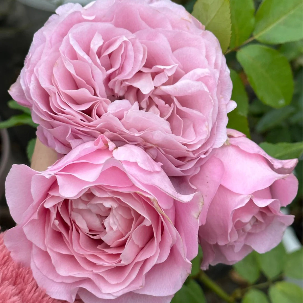 All 4 Bouquet Dutch Florist Shrub Rose