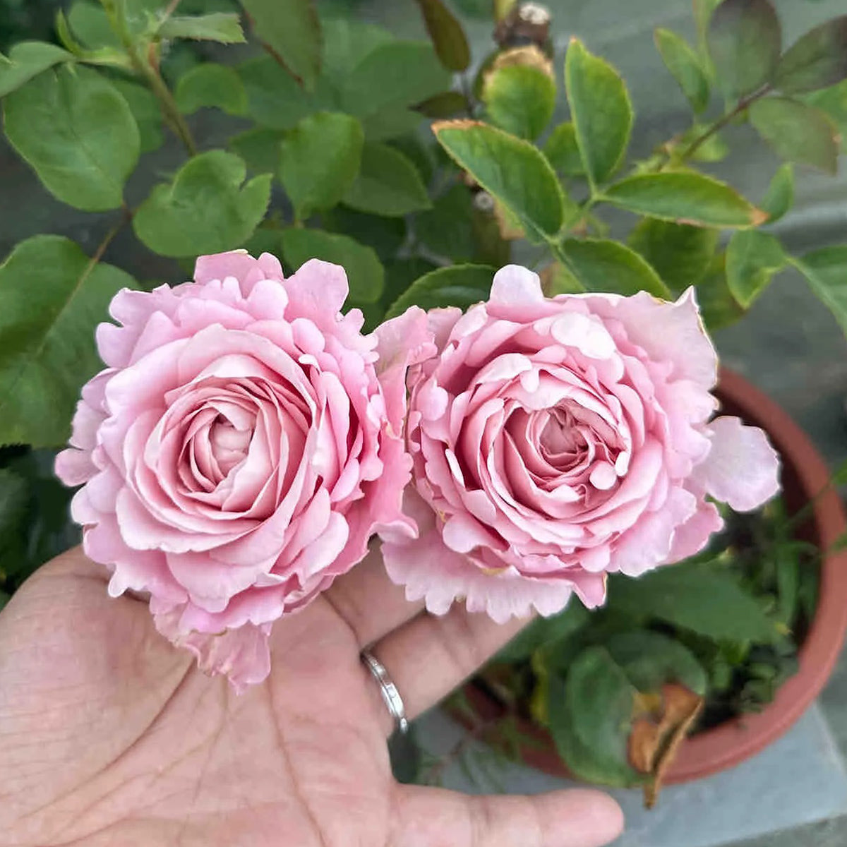 All 4 Bouquet Dutch Florist Shrub Rose